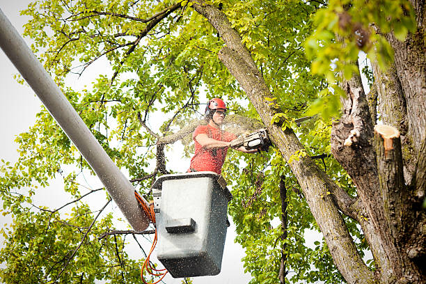 The Steps Involved in Our Tree Care Process in Malmstrom Af, MT